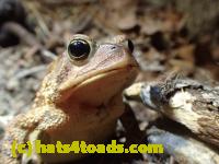 /home//u458753944/public_html/sourcegallery//////////////////////Roxborough Toad Detour/2013-2019/2017/P4110688.JPG